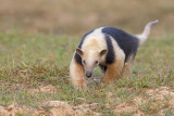 Tamandua - Tamandua tetradactyla