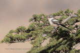 Masked Shrike - Lanius nubicus