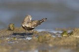 Dunlin - Calidris alpina