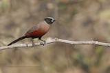 Black-faced Waxbill - Estrilda erythronotos