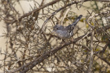 Cyprus Warbler - Sylvia melanothorax