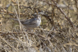 Cyprus Warbler - Sylvia melanothorax