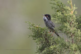 Cyprus Warbler - Sylvia melanothorax