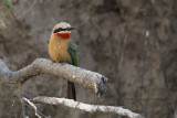White-fronted Bee-eater - Merops bullockoides