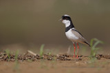 Pied plover - Vanellus cayanus