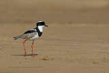 Pied plover - Vanellus cayanus