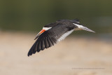 Black skimmer - Rhyncops niger