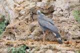 Crane Hawk - Geranospiza coerulescens