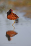 Wattled Jacana - Jacana jacana