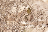 Willow warbler - Phylloscopus trochilus