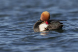 Red-crested Pochard - Netta rufina