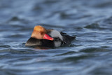 Red-crested Pochard - Netta rufina