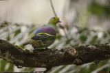 Sri Lanka Green Pigeon - Treron pompadora