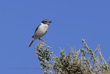 Fuerteventura Chat - Saxicola dacotiae