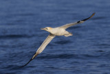 Northern Gannet - Morus bassanus