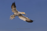 Northern Gannet - Morus bassanus