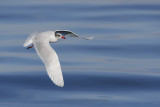 Mediterranean gull - Larus melanocephalus