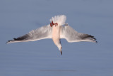 Slender-billed gull - Larus genei