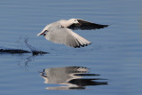 Slender-billed gull - Larus genei