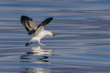 Yellow-legged Gull - Larus michahellis