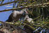 Hadada ibis - Bostrychia hagedash