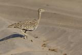 Red-crested Korhaan - Lophotis ruficrista