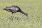 Glossy Ibis - Plegadis falcinellus
