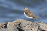 Common sandpiper - Acitis hypoleucos