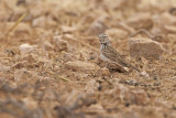 Lesser Short-toed lark - Calandrella rufescens