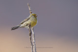 Canary - Serinus canaria