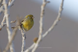 Canary - Serinus canaria