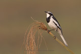 African pied Wagtail - Motacilla aguimp