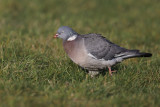 Woodpigeon - Columba palumbus