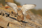 Lesser kestrel - Falco naumanni
