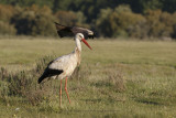 White stork - Ciconia ciconia