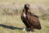 Black vulture - Aegypius monachus