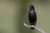Black starling - Sturnus unicolor