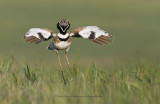 Little bustard - Tetrax tetrax