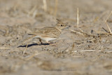 Maghreb lark - Galerida macrorhyncha