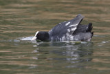 Eurasian coot - Fulica atra