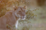 African Lion - Panthera leo