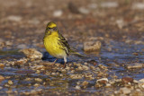 Serin - Serinus serinus