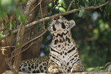 Jaguar - Panthera onca