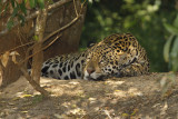 Jaguar - Panthera onca