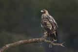 Spanish Imperial eagle - Aquila adalberti