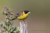 Black-headed bunting - Emberiza melanocepahala