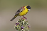 Black-headed bunting - Emberiza melanocepahala