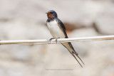 Eurasian swallow - Hirundo rustica