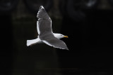 Great Black-backed gull - Larus marinus