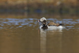 Long-tailed duck - Clangula hyemalis